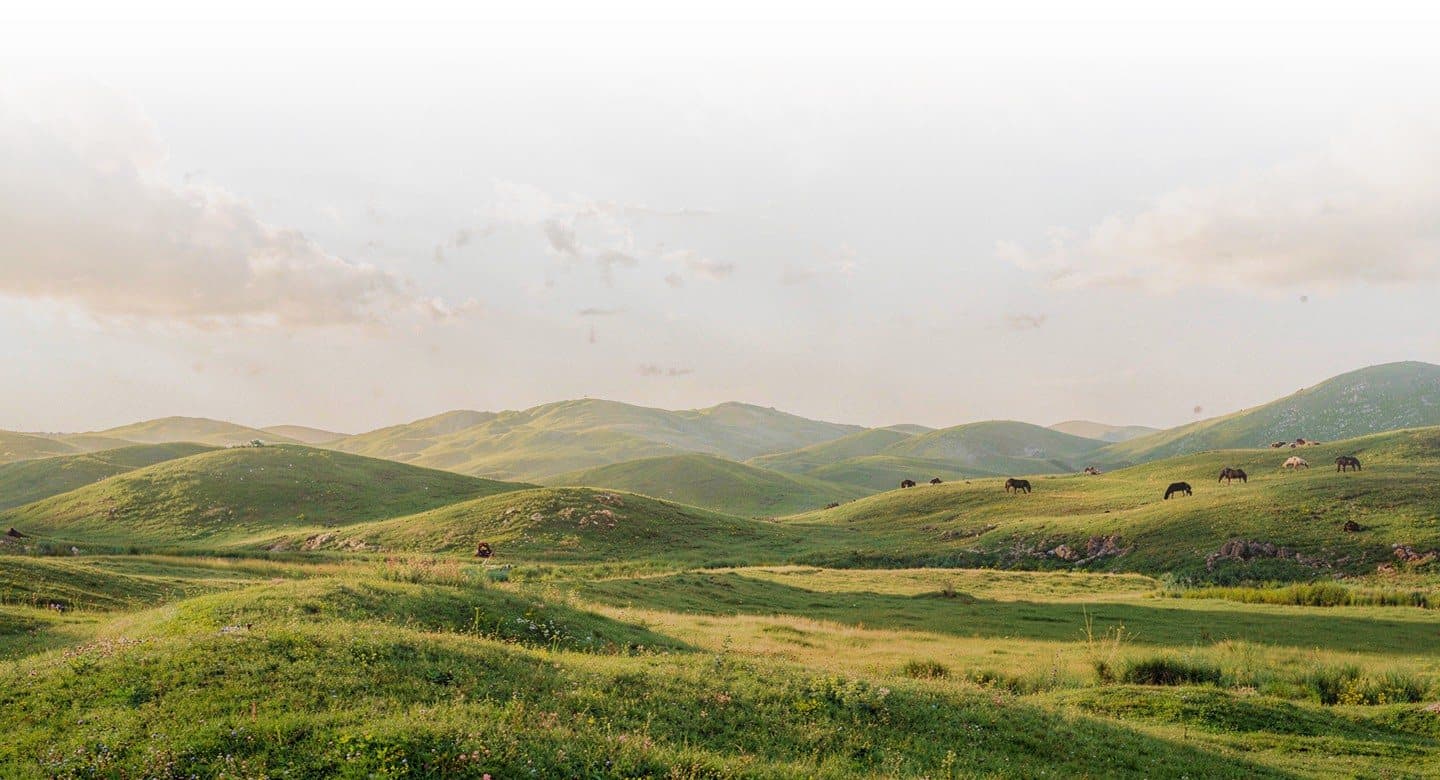 Rolling green hills with grazing horses