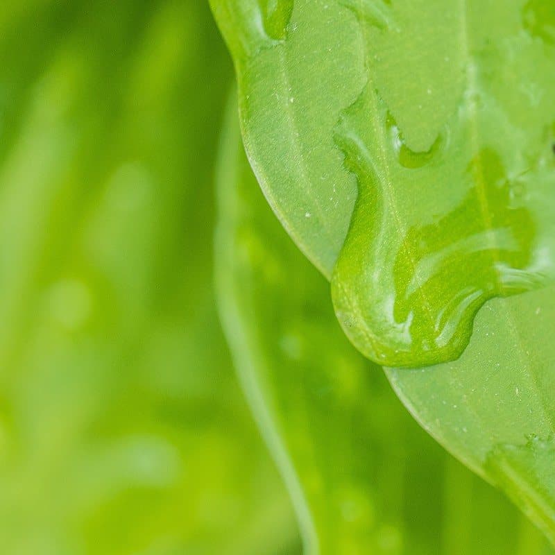 Green leaf
