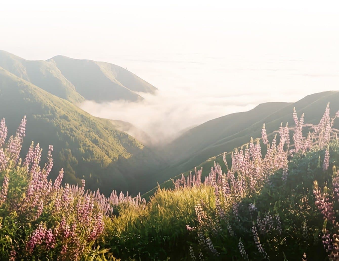 Misty mountain ridge above a meadow of lupines